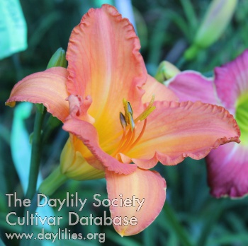 Daylily 41 and Counting